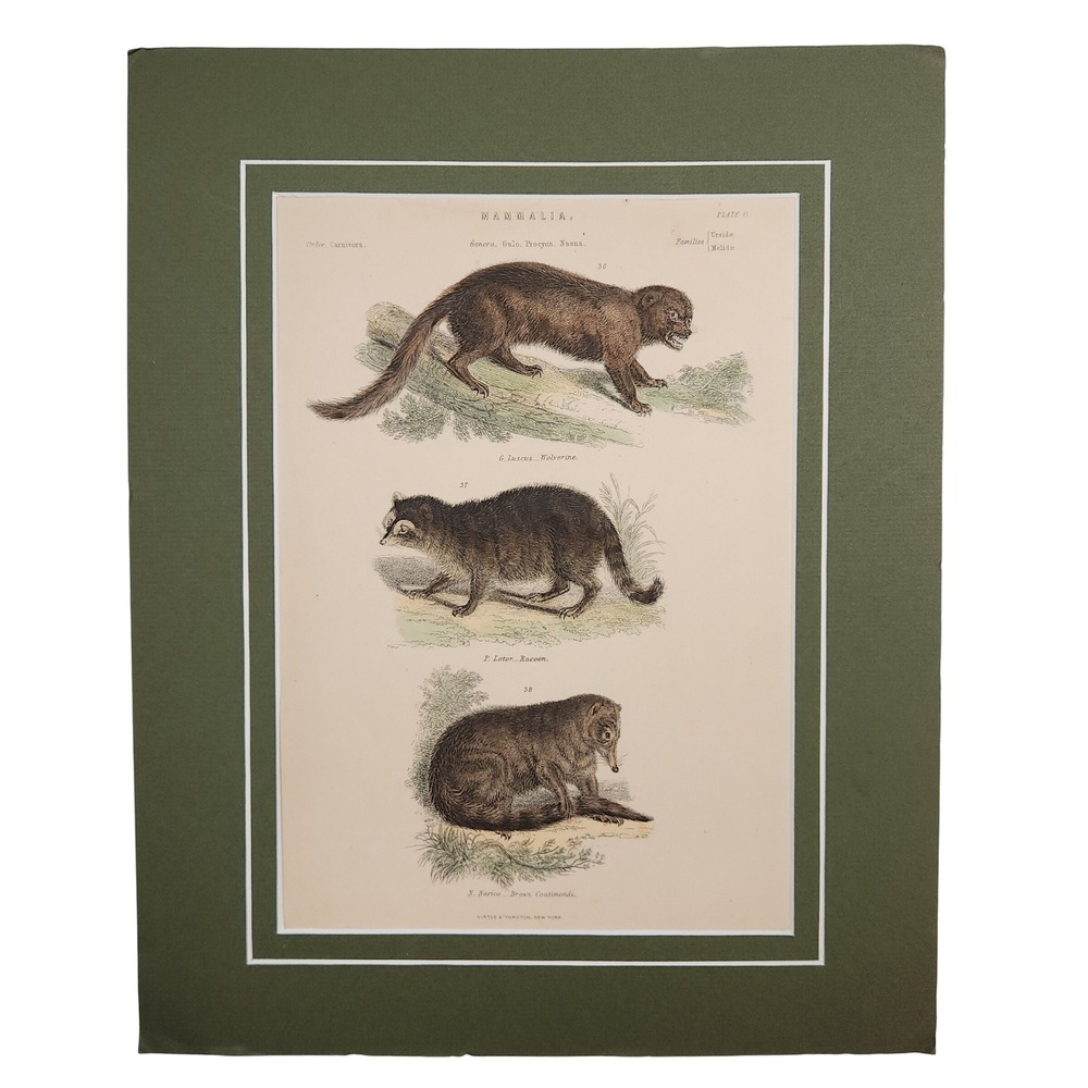 Vintage Hand Colored‎ Mammalia Matted Print Raccoon Wolverine Coatimondi 12"x15"